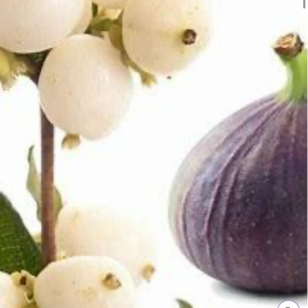 Festive Fig and snowberries