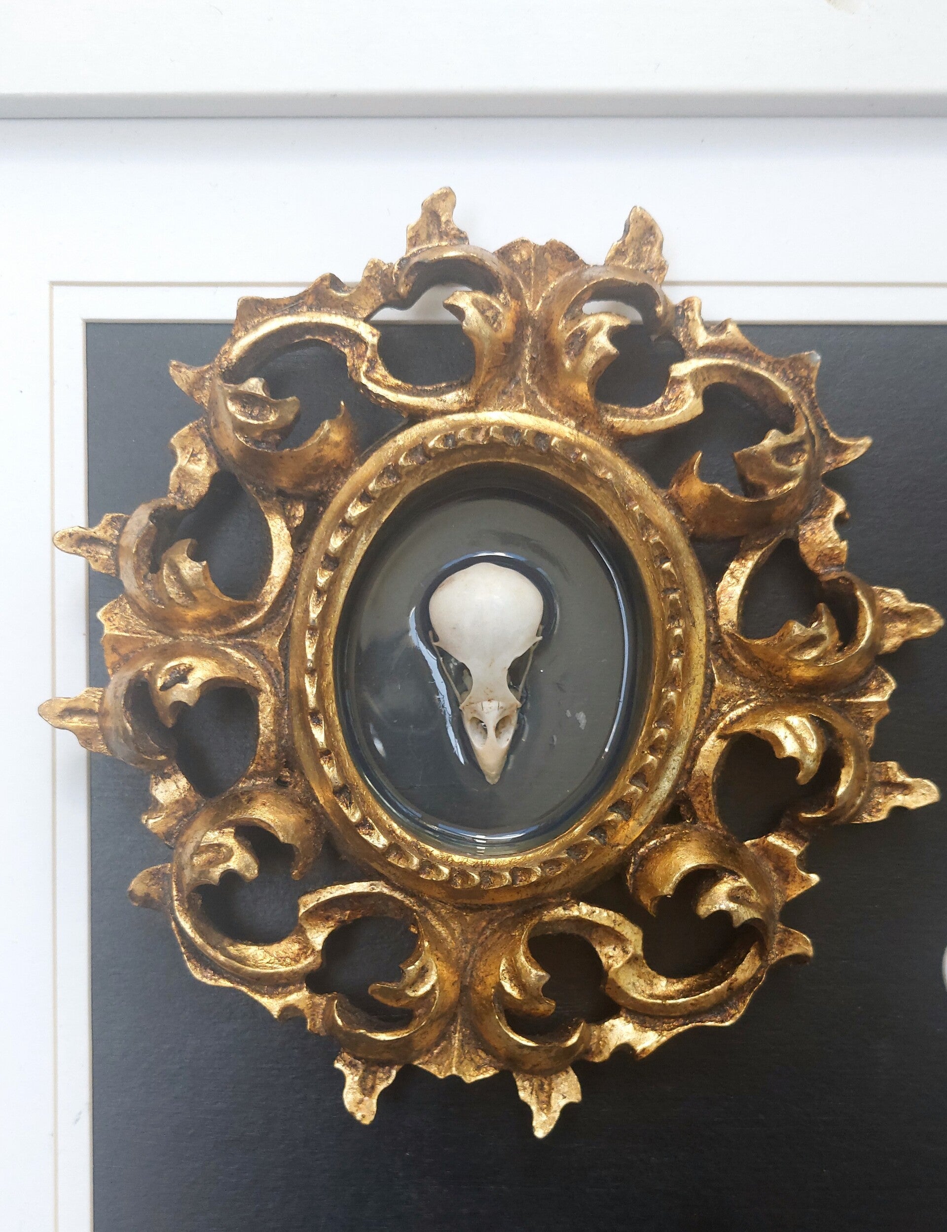 Sparrow Skull in Baroque Frame