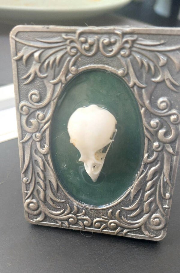 Sparrow skull mounted in vintage frame.