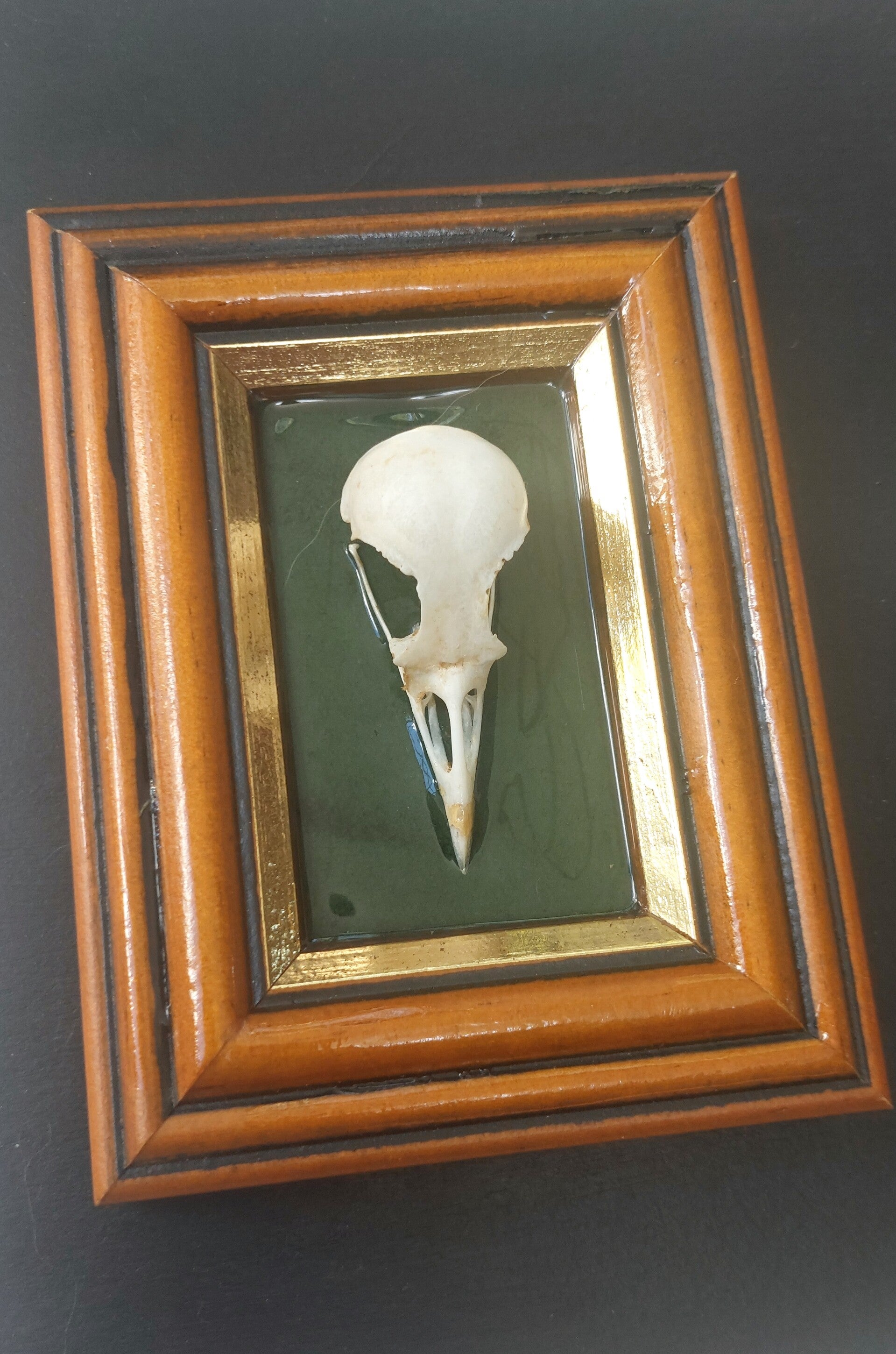 Starling skull mounted in small frame