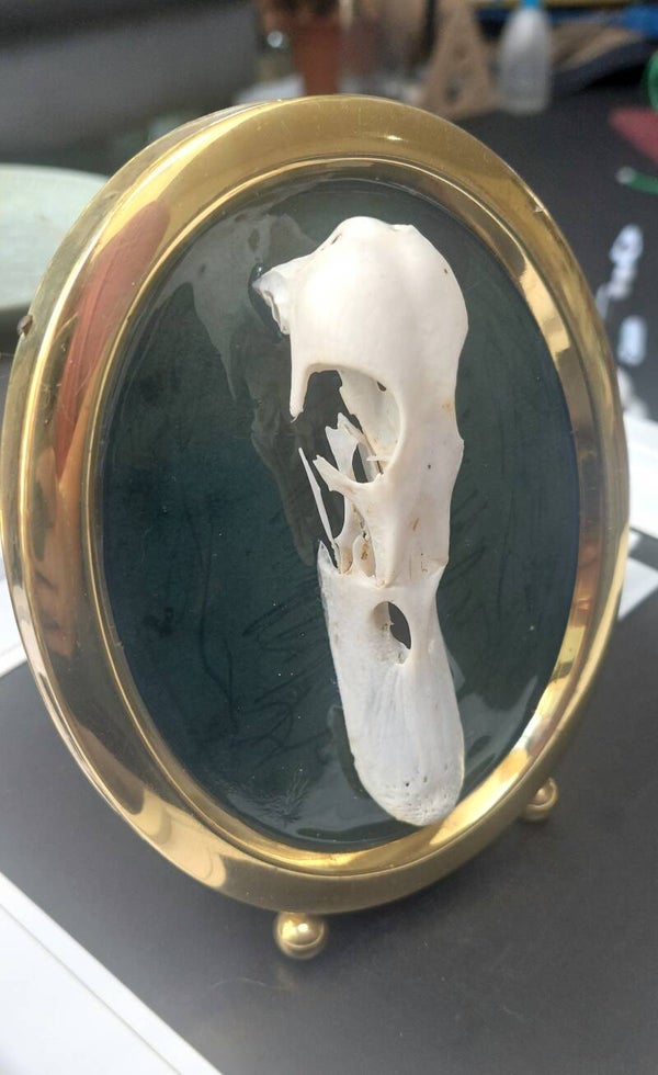 Duck skull mounted in vintage frame