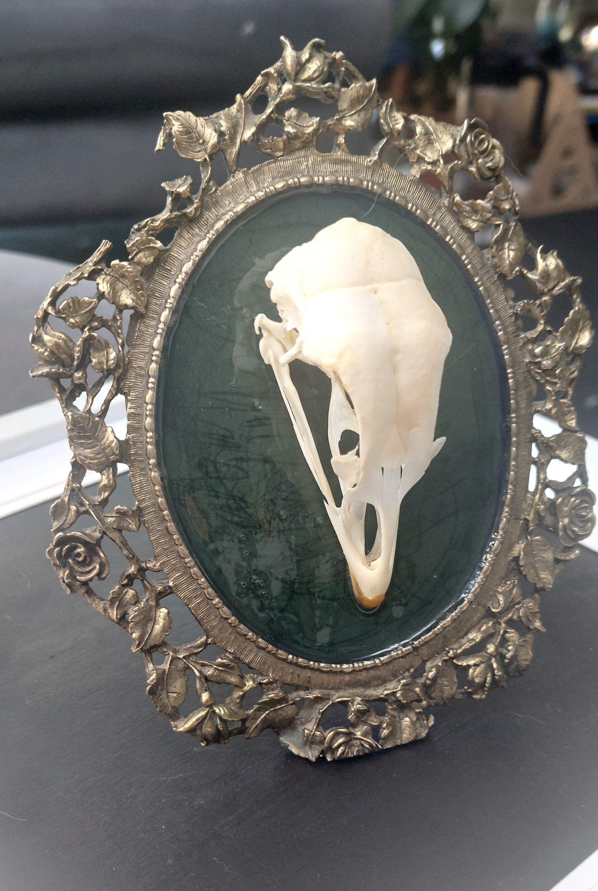 Feral Rooster Skull mounted in vintage frame.