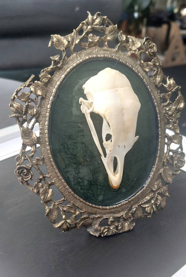 Feral Rooster Skull mounted in vintage frame.