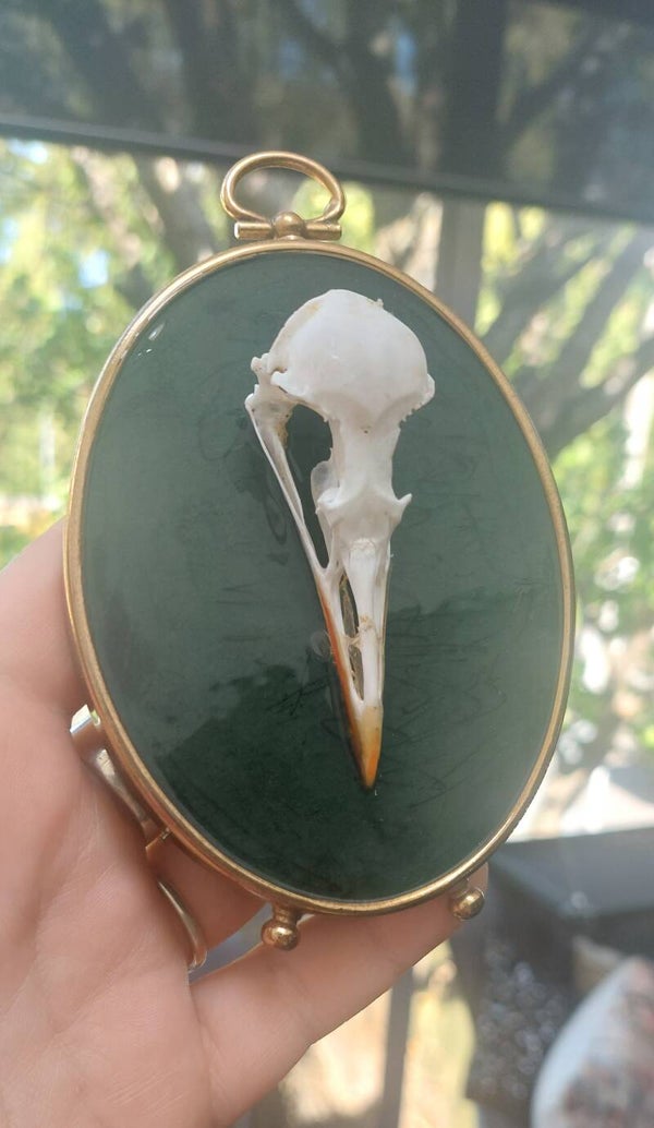 Seagull Skull Mounted in Vintage frame