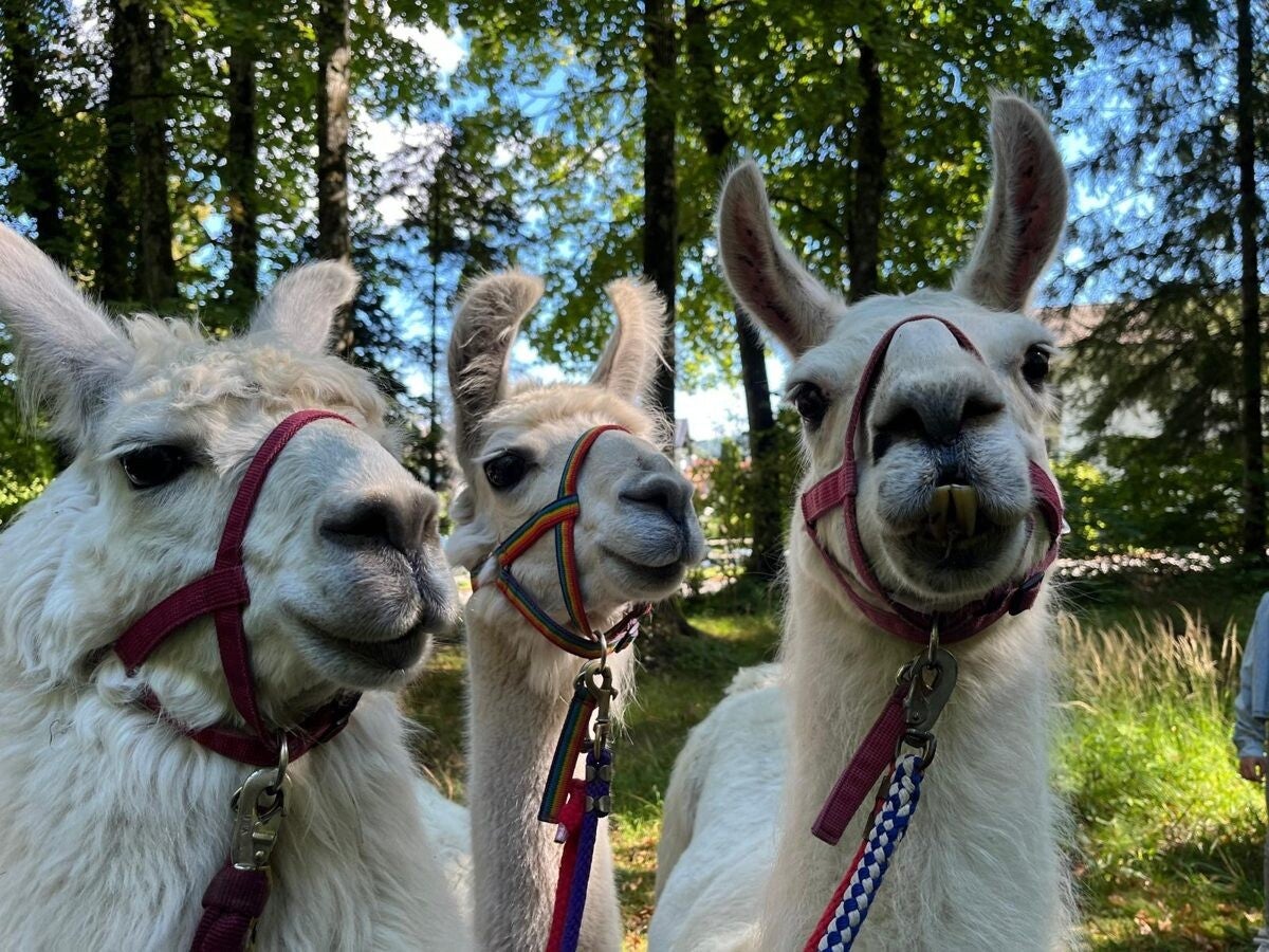 Drei Lamas schauen neugierig in die Kamera