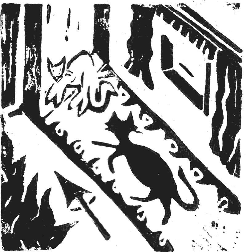katzenimflur.jpg