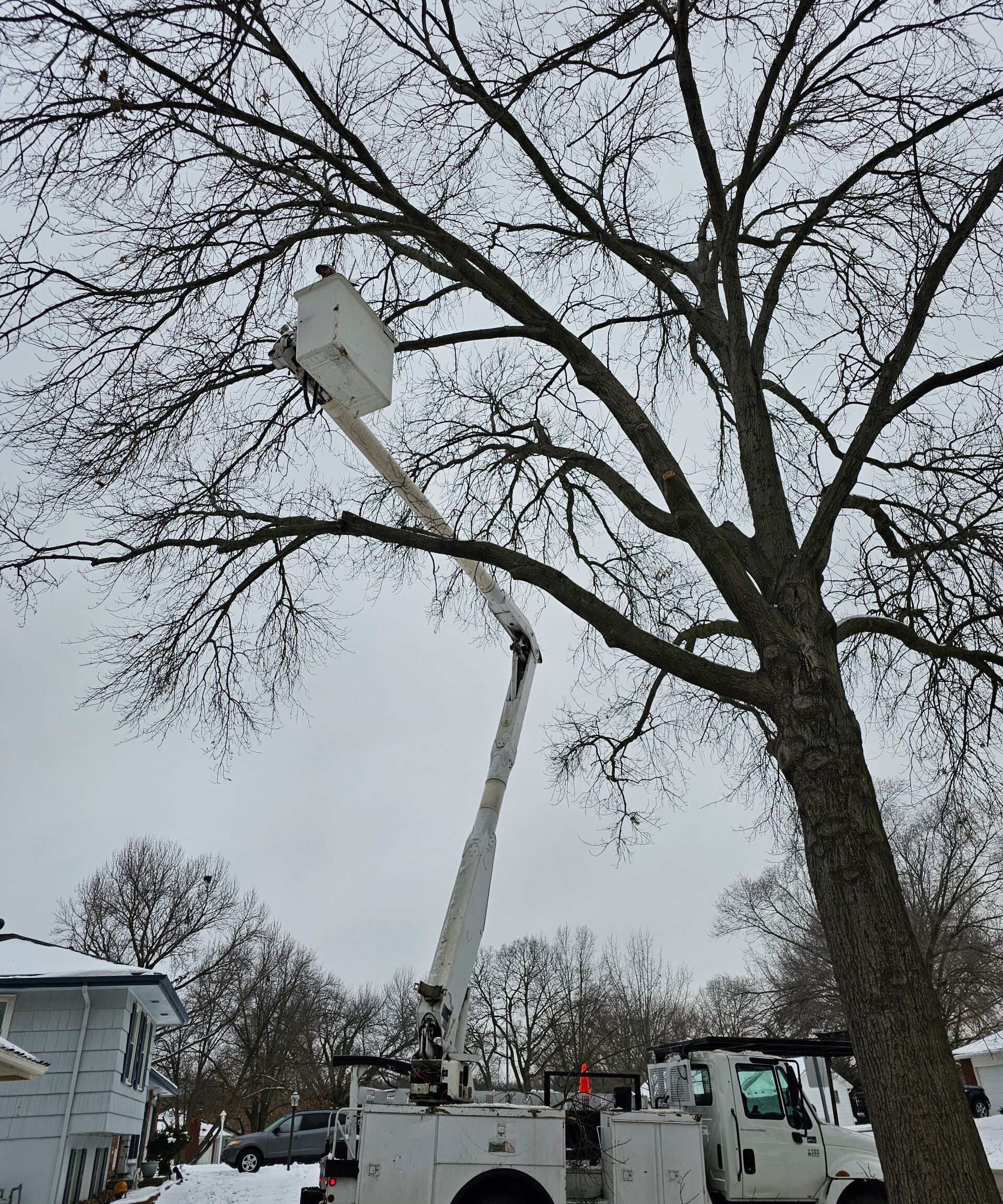 Tre's Tree Services