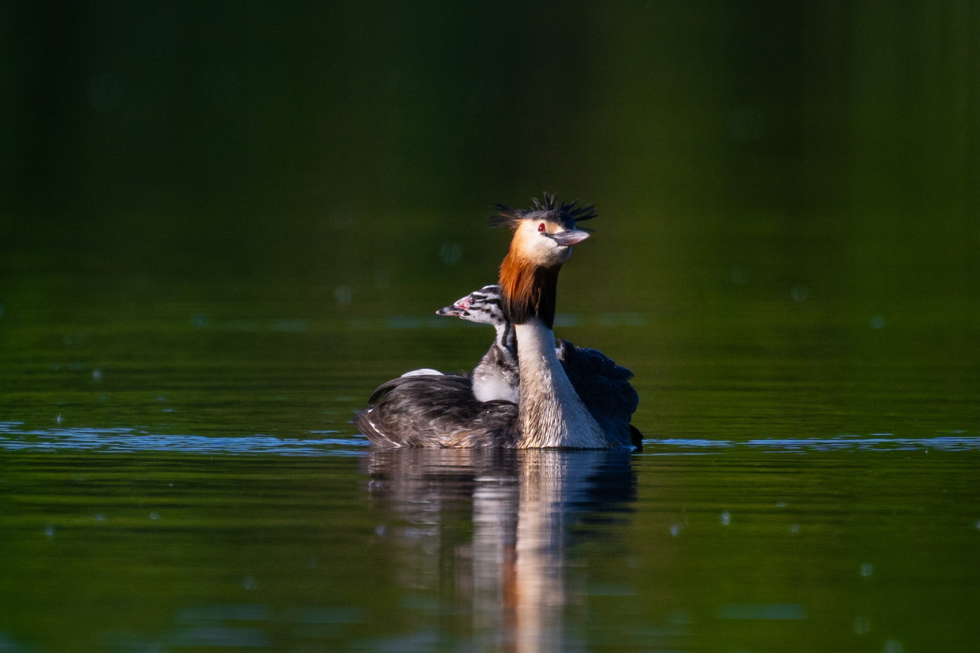 Graet Crested Grebe