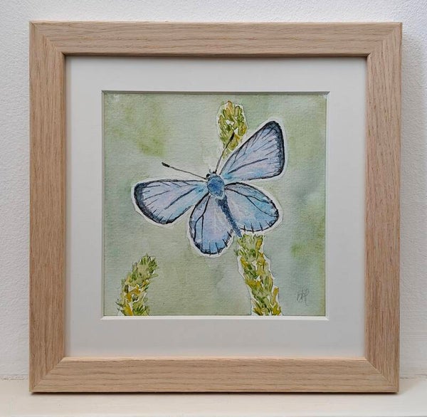 Aquarel Icarus Blauwtje