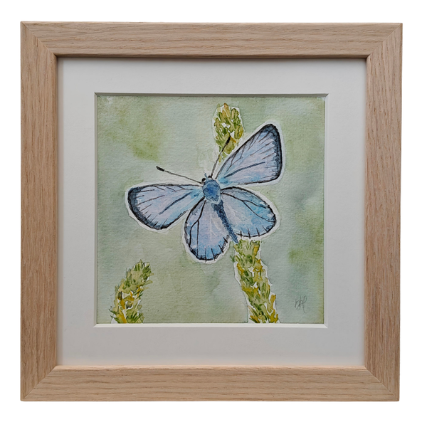 Aquarel Icarus Blauwtje