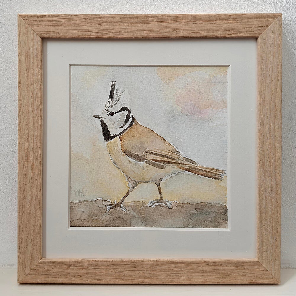 Aquarel Kuifmees