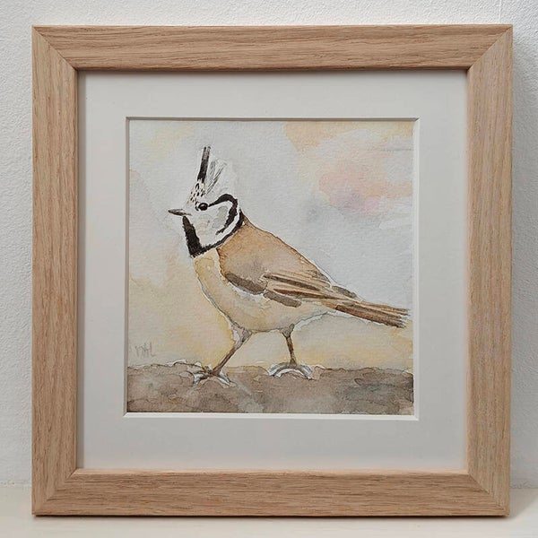 Aquarel Kuifmees