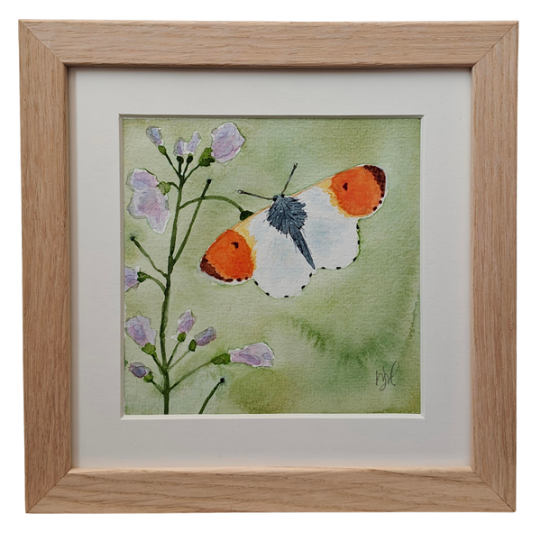 Aquarel Oranjetipje