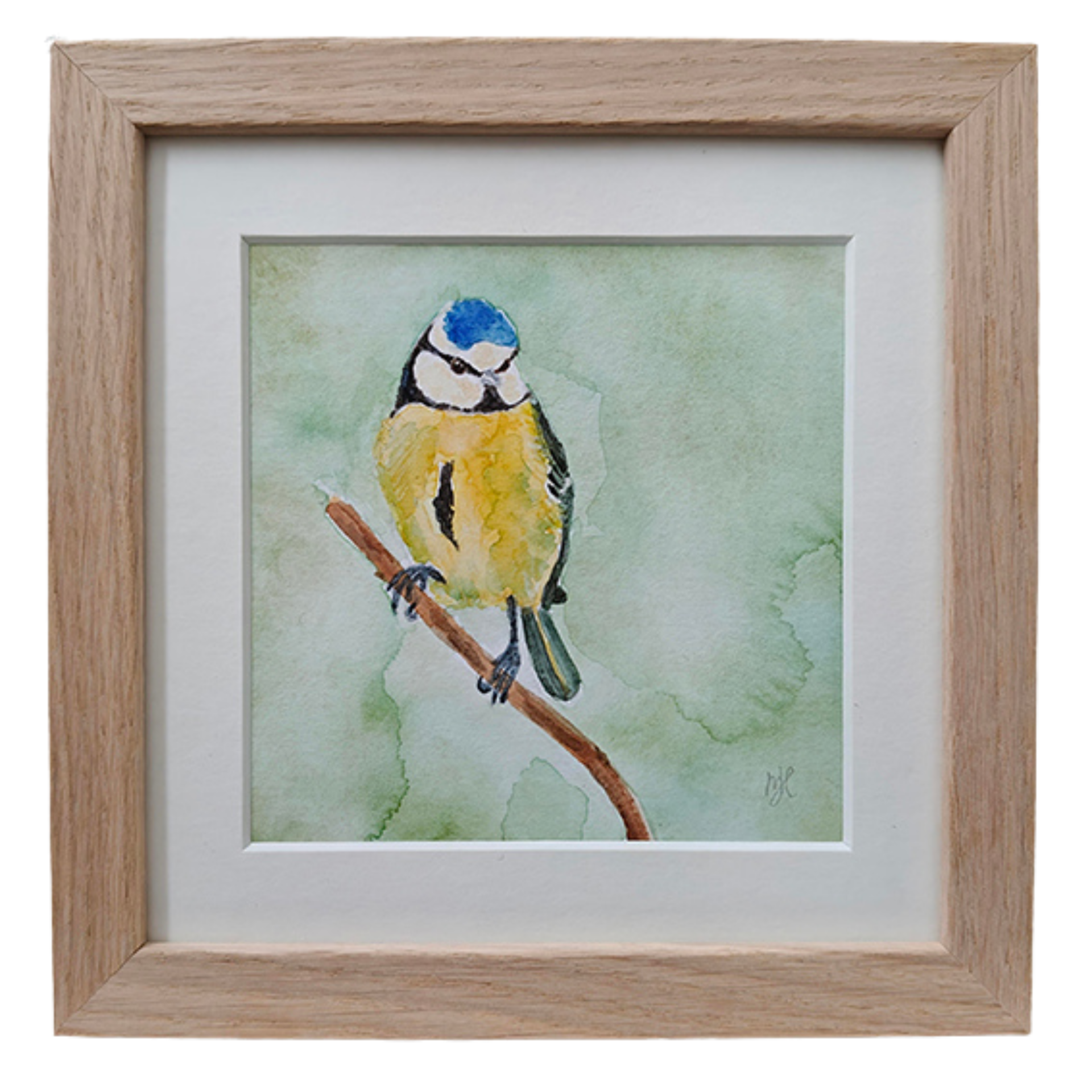 Aquarel Pimpelmees