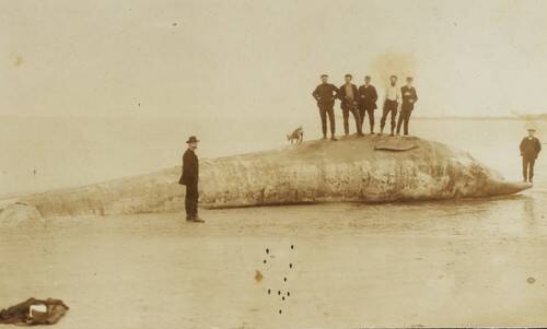 redder op de vinvis Doortje