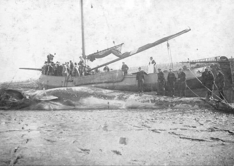 Foto: Burghsluis. Dijkvak 't Boutje. De gebr. en neefs Van der Klooster, die tegen de dijk aan hun hoogaars hadden drooggelegd, om vanaf de dijk het het gezicht te ontnemen van een grote, dode vinvis. Er moest immers een dubbeltje entree betaald worden om