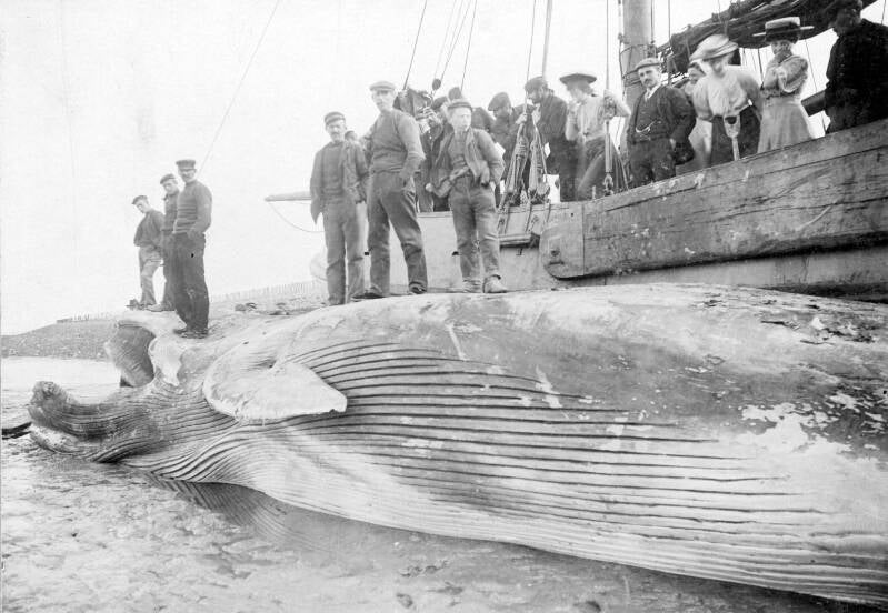 Foto: v.l.n.r Willem, Jaap, Nelis, Marien, Marinus Dirkzn. en Marinus Van der Klooster, opgesteld naast de vinvis in de haven van Burghsluis  Beeld: Zeeuws Archief, Beeldbank Schouwen-Duiveland.