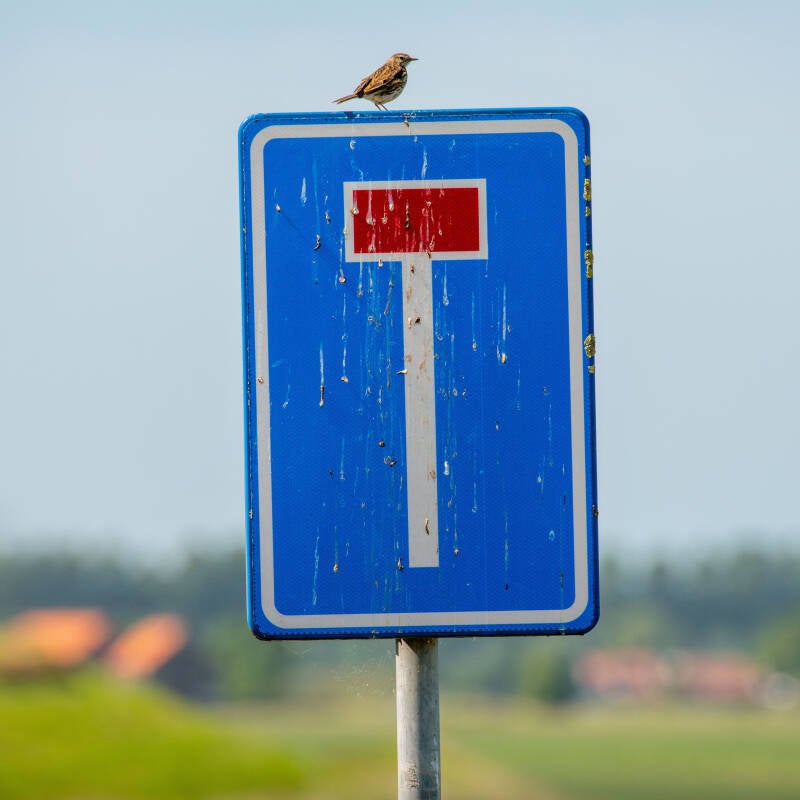 Graspieper op bord doodlopende weg | Foto: Jan-Kees de Meester