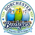 Dorchester Budgies