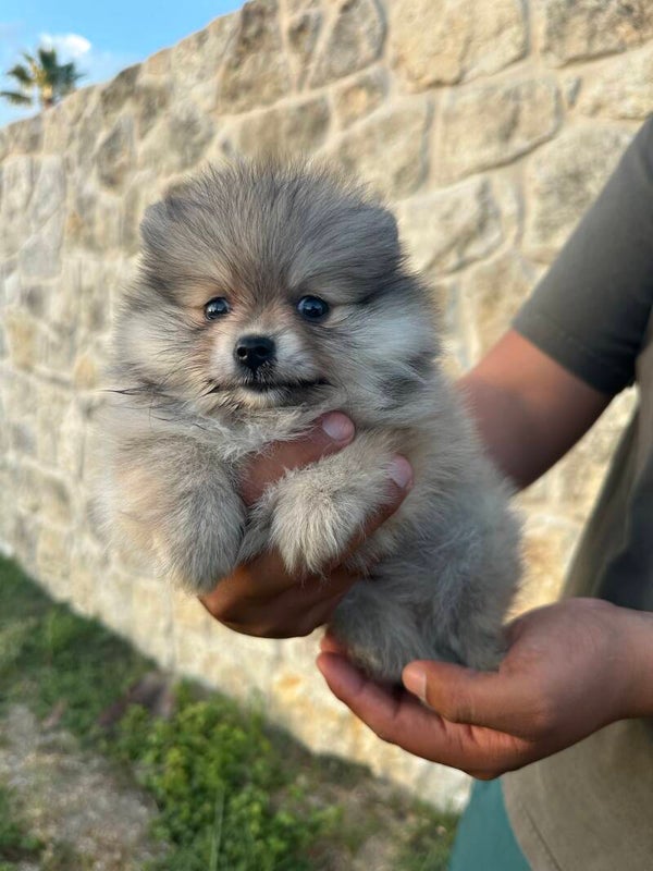 Bella