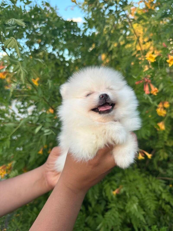 Xavier