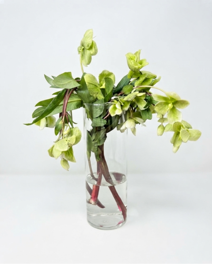 Hellebores