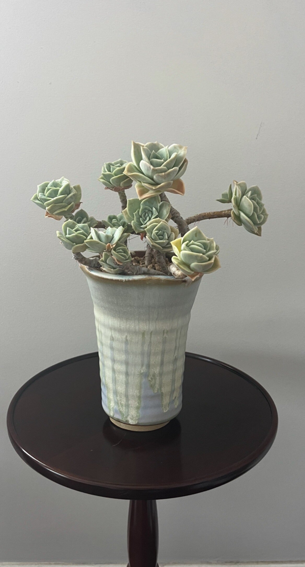Succulent (Call for price)
