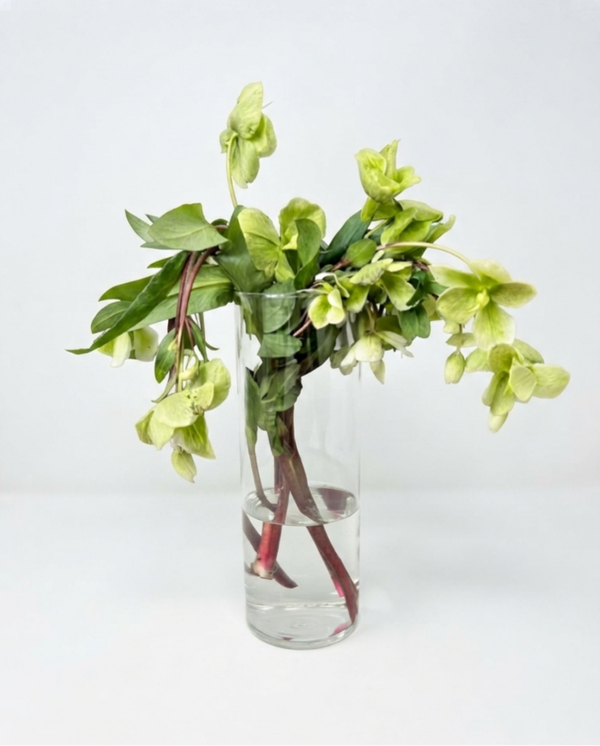 Hellebores