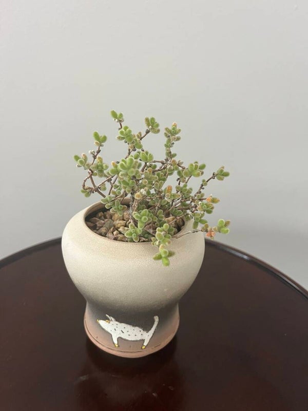 Succulent (Call for price)