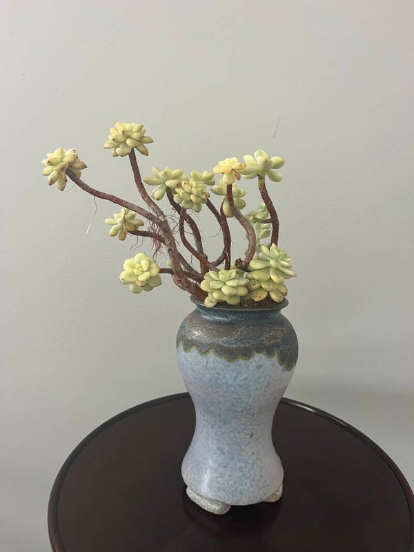 Succulent (Call for price)