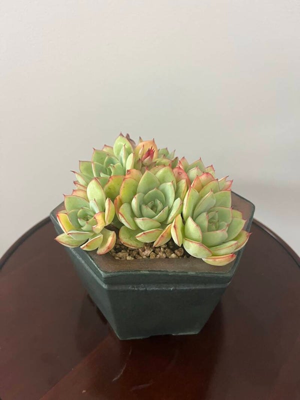 Succulent (Call for price)