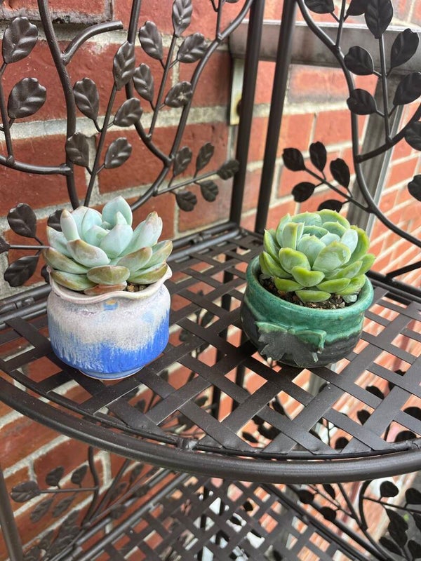 Succulent