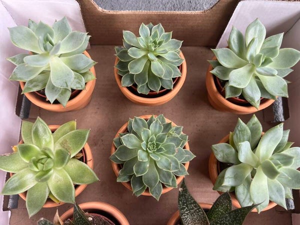 Succulent