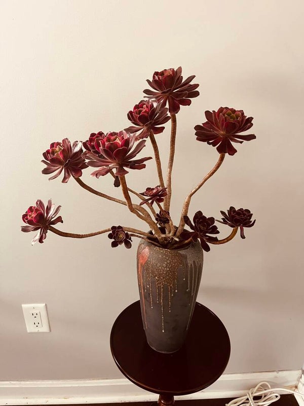 Succulent (Call for price)