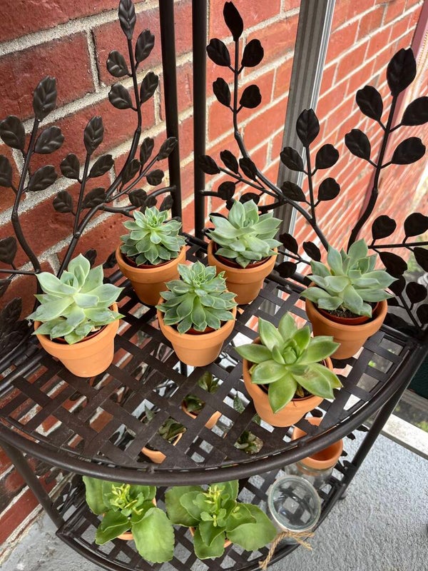 Succulent (Call for price)