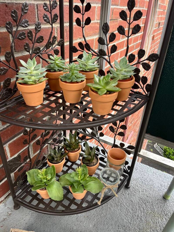 Succulent