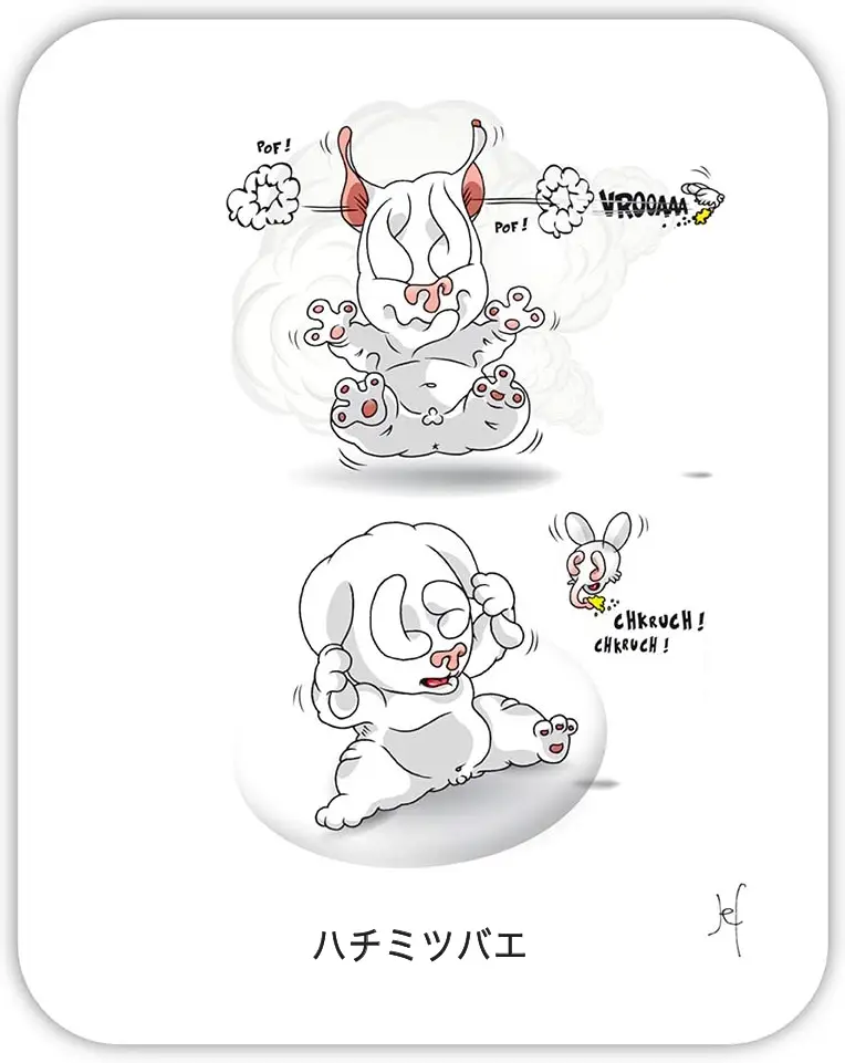 ハチミツバエ