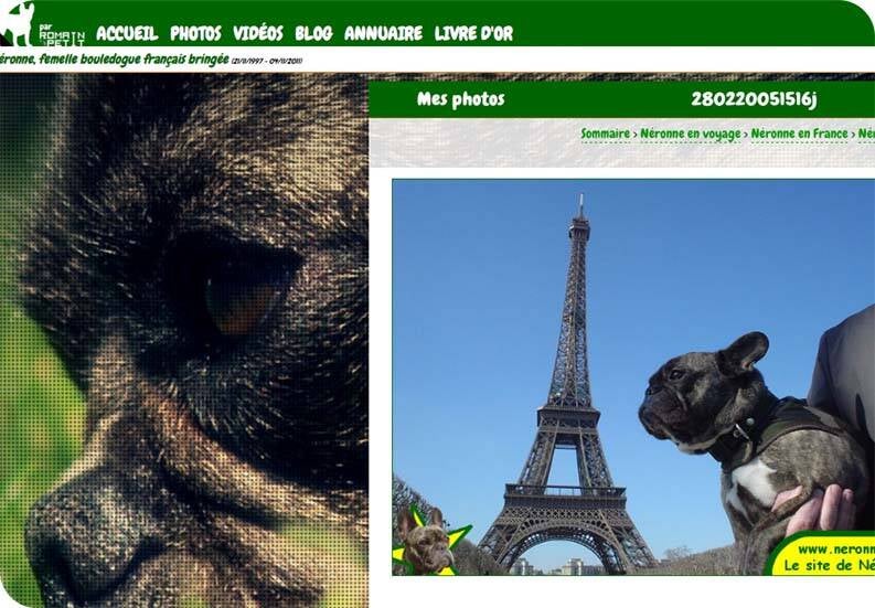 Néronne  bouledogue français