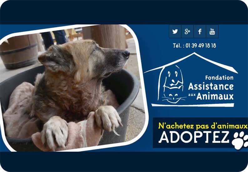 Refuges pour animaux abandonnés et maltraités