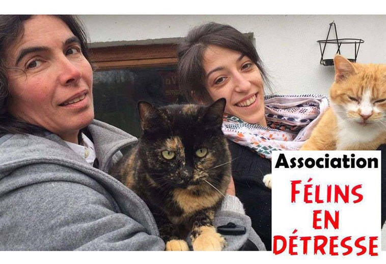 Félins en Détresse