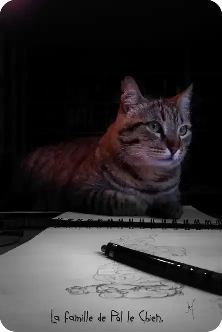 猫があなたを見ているとき