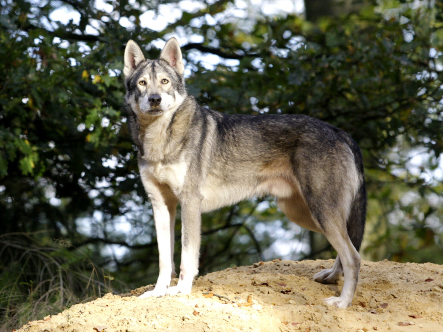 Biothane halsbanden en lijnen voor de hond