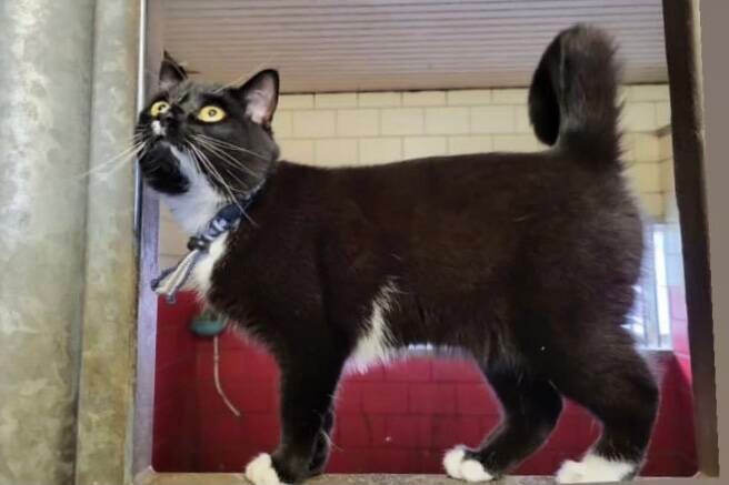 tekenbandjes voor de kat