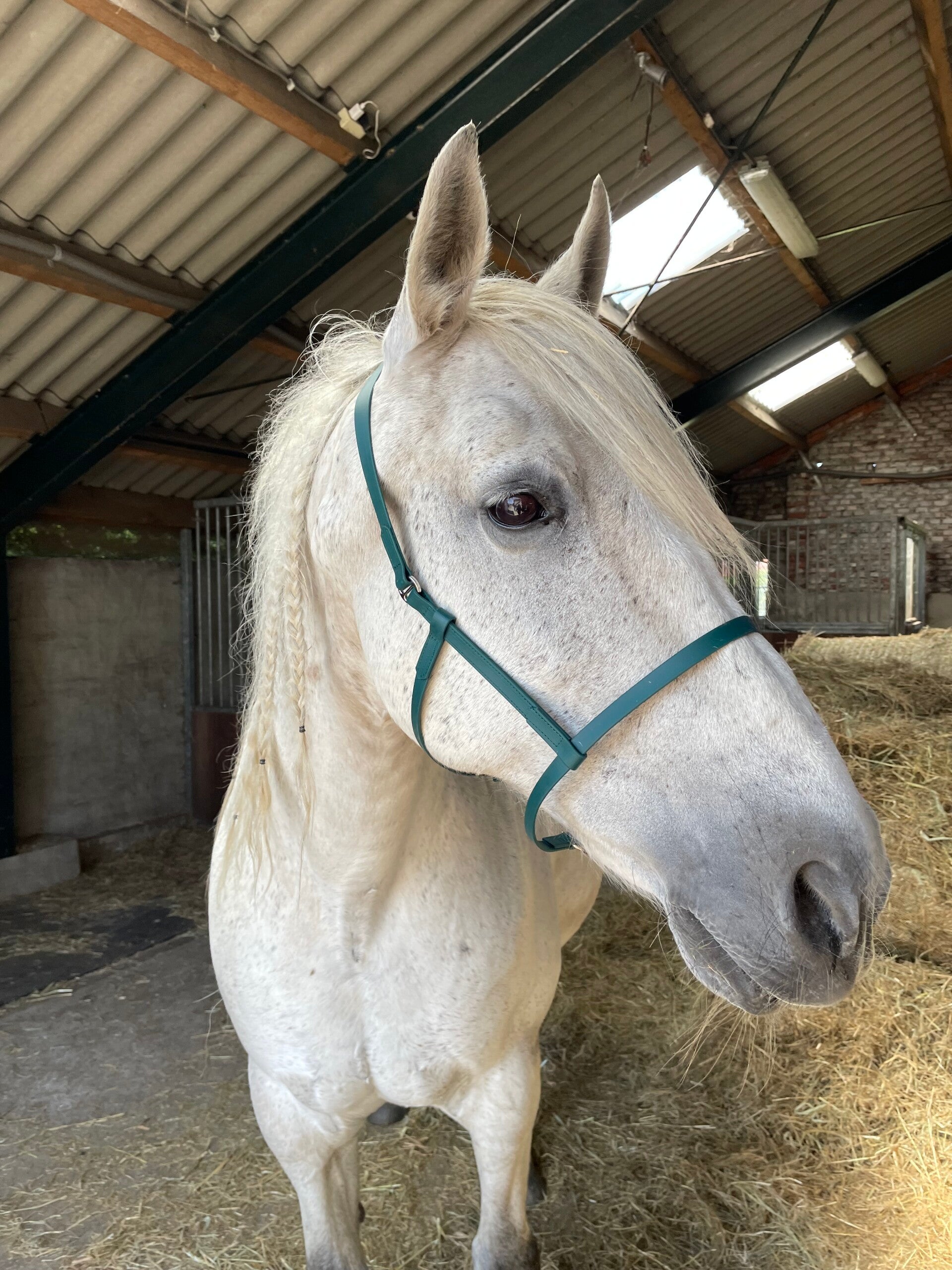 Weide / veiligheids halster BioThane®