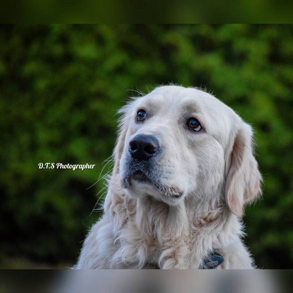 Foto shoot I Huisdier