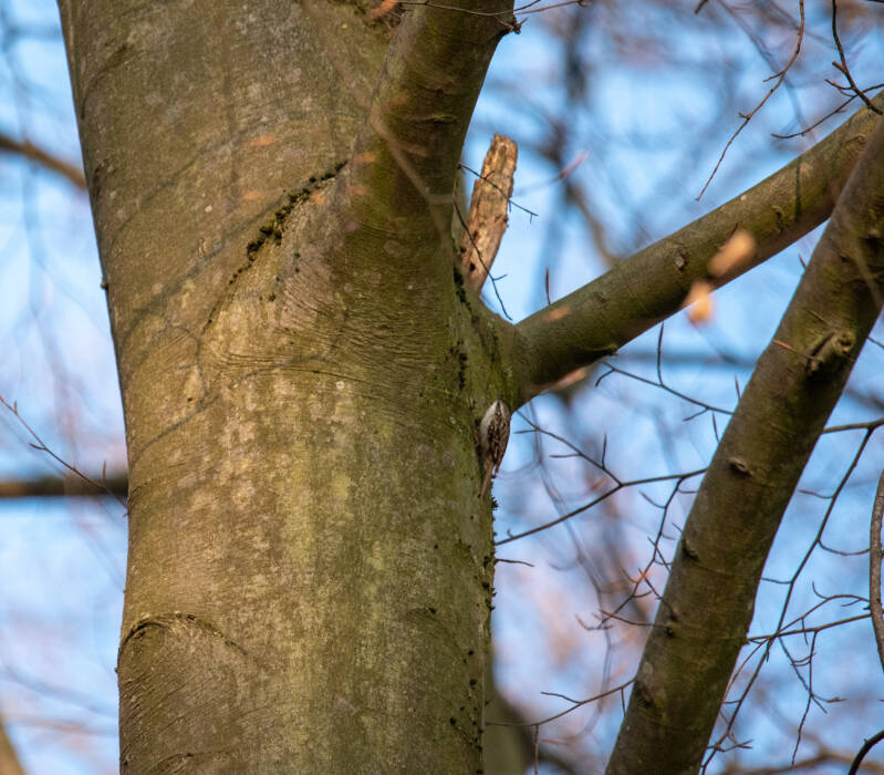 DSC_4205_Treecreeper_2.jpg