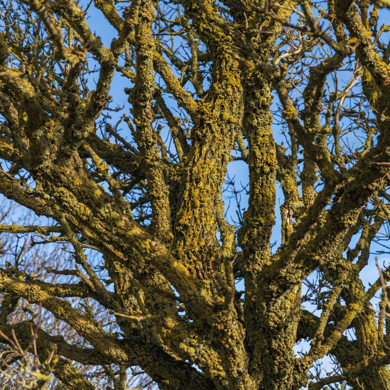 d85_4097-standard.jpg