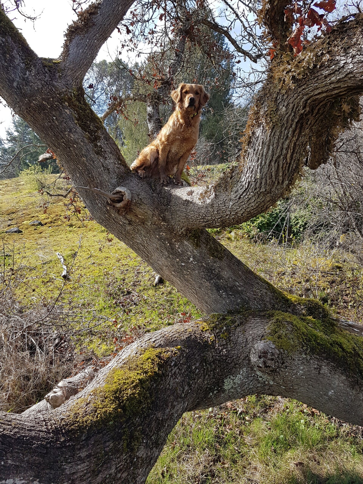 OUR GIRLS | GOLDNGUN RETRIEVERS