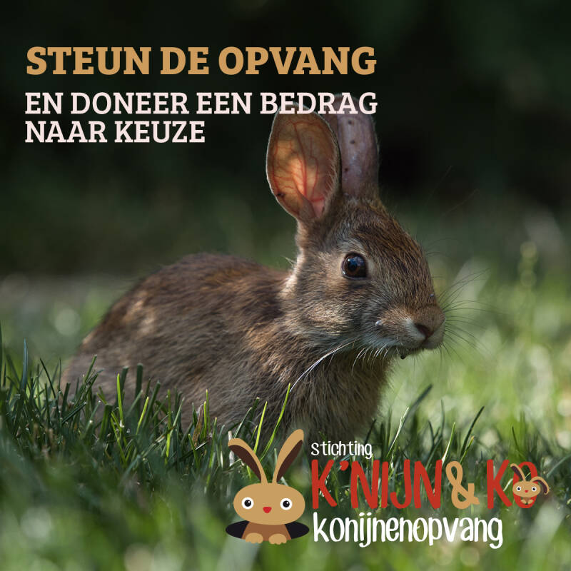 Afbeelding van een konijn met als teskt: Steun de opvang en doneer een bedrag naar keuze