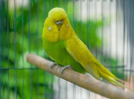 Perruche Anglaise
